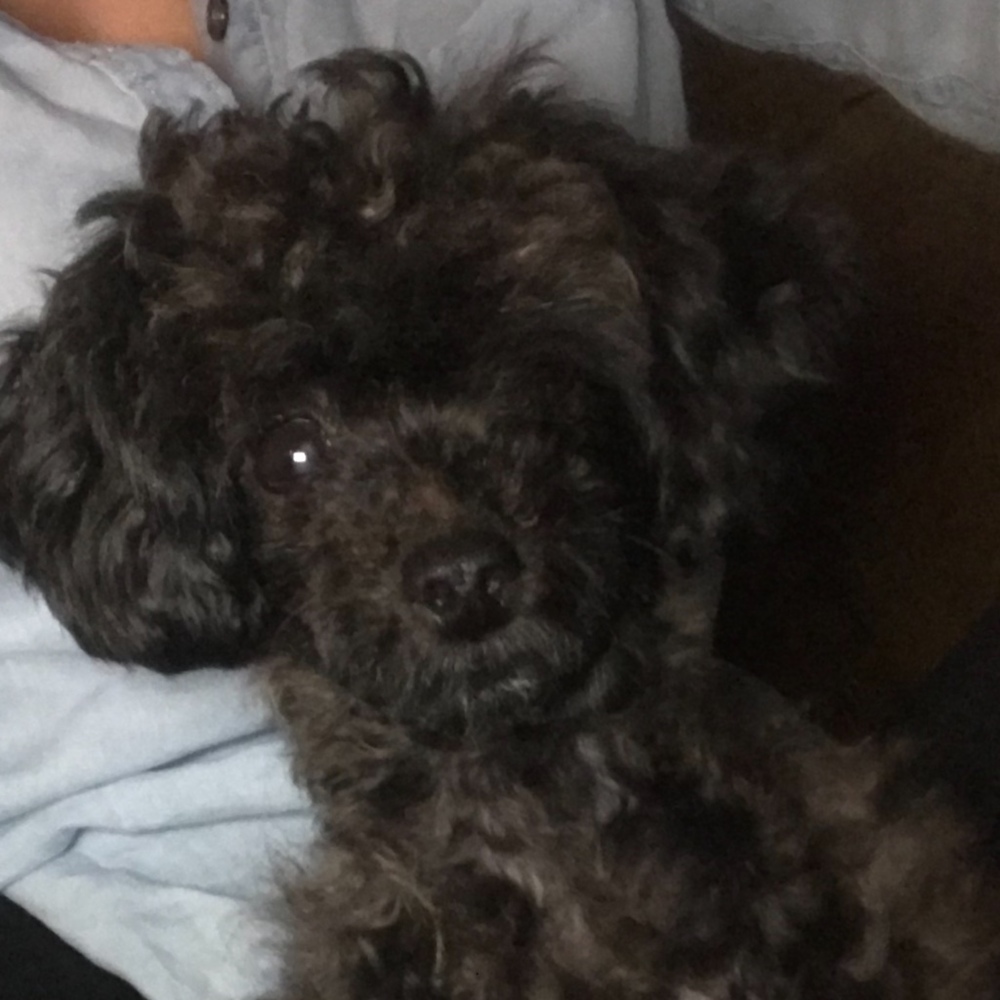 Meet your Posher, Posh